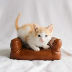 Telas para tapizar viviendo con mascotas